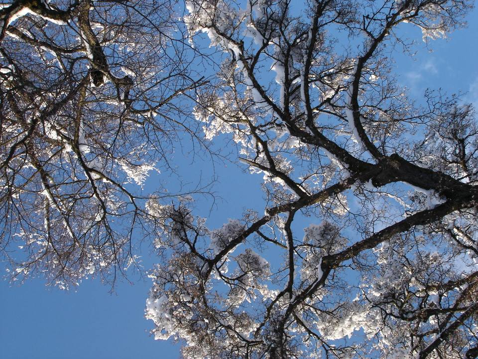 Snow, Tree & Sky